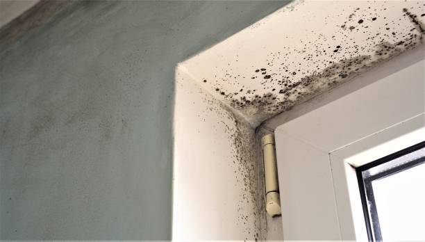 Best Real Estate Mold Inspection  in Hutchinson Island South, FL