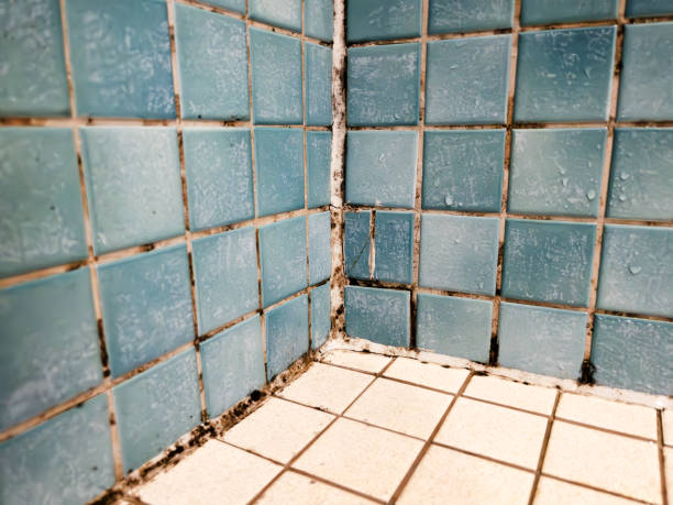 Best Comprehensive Air Testing for Mold Contaminants  in Hutchinson Island South, FL