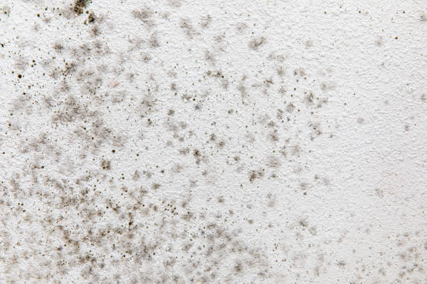 Best Asbestos and Lead Testing During Mold Inspection  in Hutchinson Island South, FL