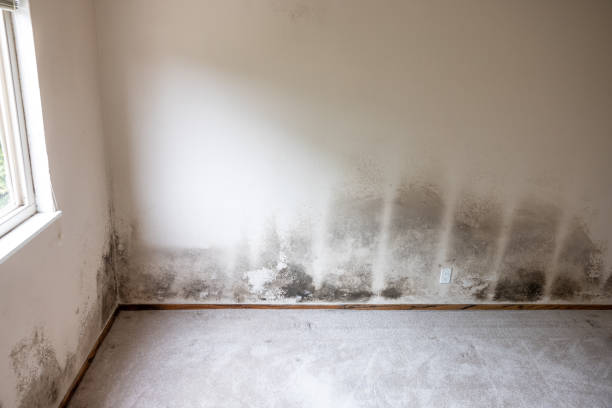 Best Forensic Mold Investigation  in Hutchinson Island South, FL