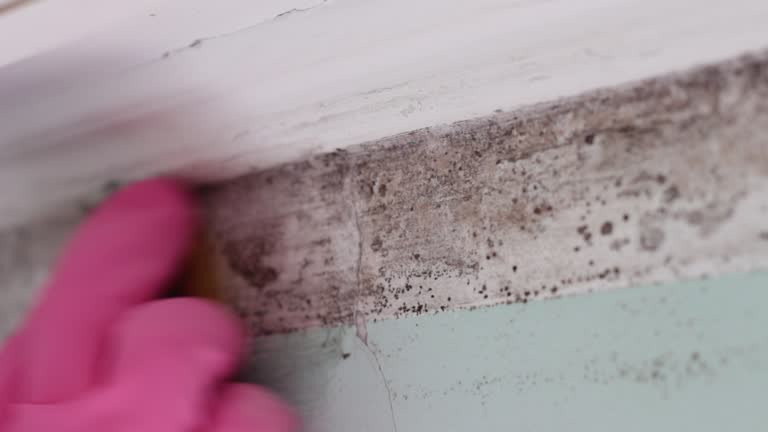 Best Mold Damage Restoration  in Hutchinson Island South, FL